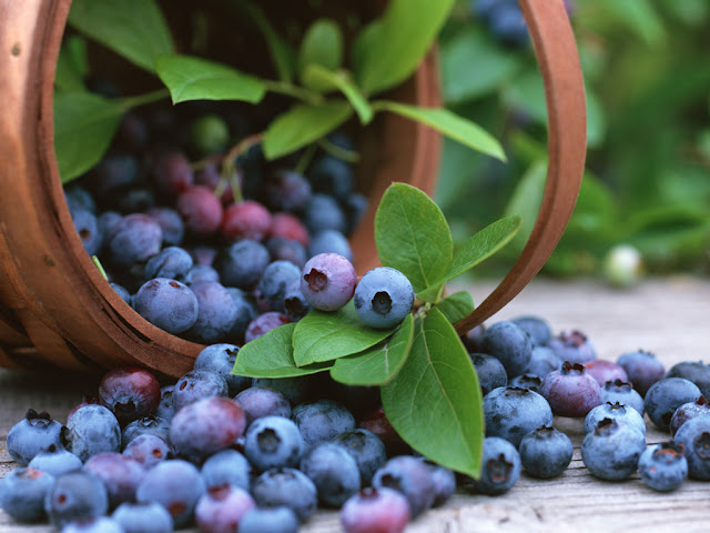 How to grow blueberries