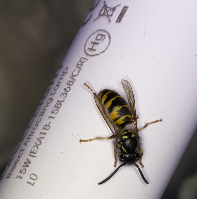 Wasp on the light in my moth trap in my back garden in Hayes, 4 September 2011.