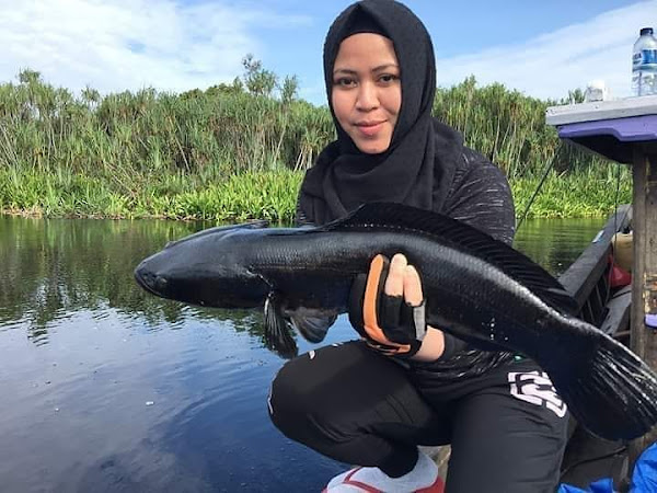 Toman Hitam Kalimantan VS Lady Angler Indonesia