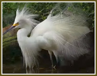 Snowy Egret Mating Plumage