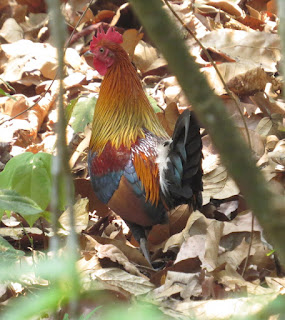 Red Junglefowl