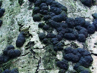 Annulohypoxylon multiforme