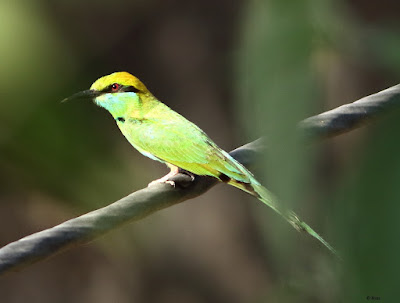 Green Bee-eater