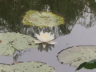 ninféias com flor branca no centro, no jardim aquático