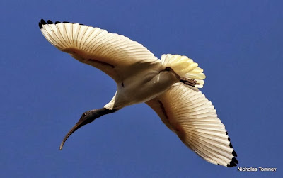 Ibis moluqueño: Threskiornis moluccus