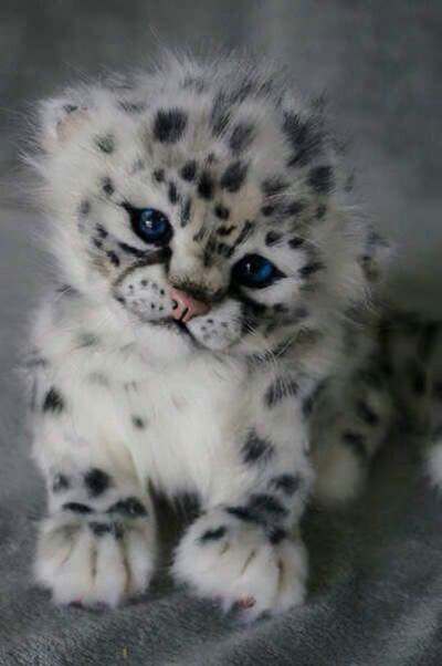 30+ Cute Animals That Will Melt Your Heart