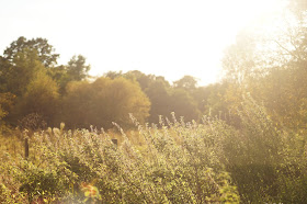 fall highlights in Norfolk