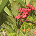 Red flowers