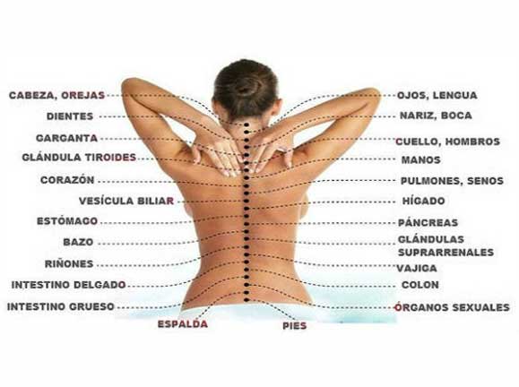 ¿Cómo se conecta la columna vertebral con todos los órganos?