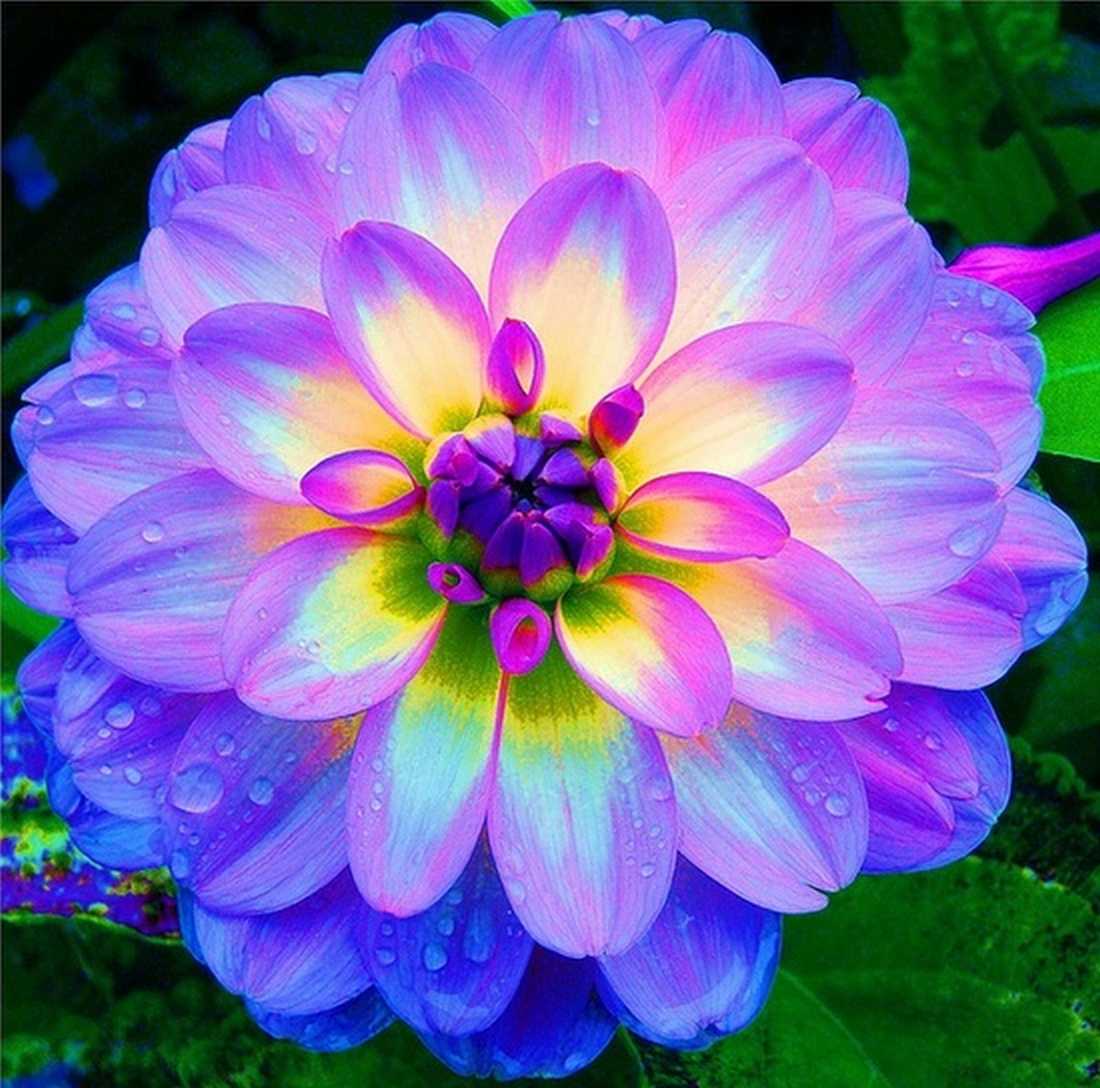 types of flowers with names and pictures It Almost Glows Dahlia Flower | 1100 x 1088