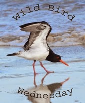 http://paying-ready-attention-gallery.blogspot.com/2015/09/wild-bird-wednesday-163-reflecting-on.html