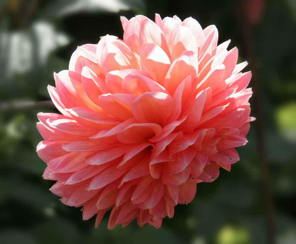 name 20 types of flowers Coral Dahlia Flowers | 1024 x 842