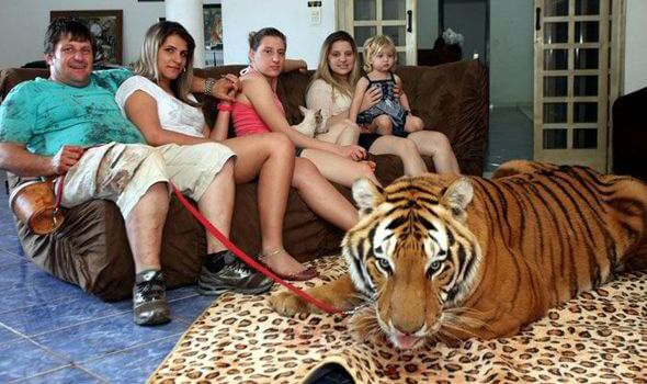 عائلة برازيلية مجنونة تحتضن بمنزلها سبعة نمور للعيش معها