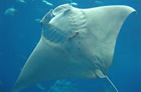 7 Binatang Paling Berbahaya Di Laut [ www.BlogApaAja.com ]