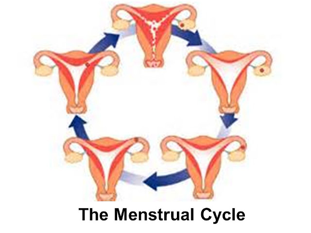 مراحل الدورة الشهرية