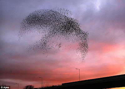 Amazing Birds Show