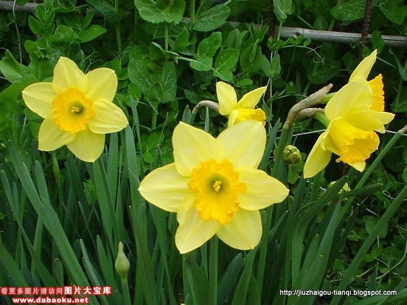兰花 花:lanhua-09020512053757