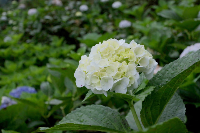 大梯田花卉生態農園 繡球花