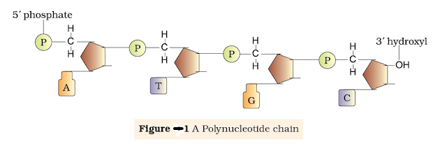Structure of Polynucleotide Chain 