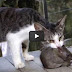 Cat Catches Huge Rat