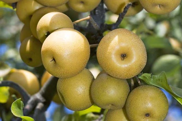 Груша грушелистная (Pyrus pyrifolia, =Pyrus serotina)