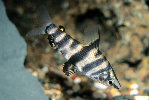 Abramites hypselonotus