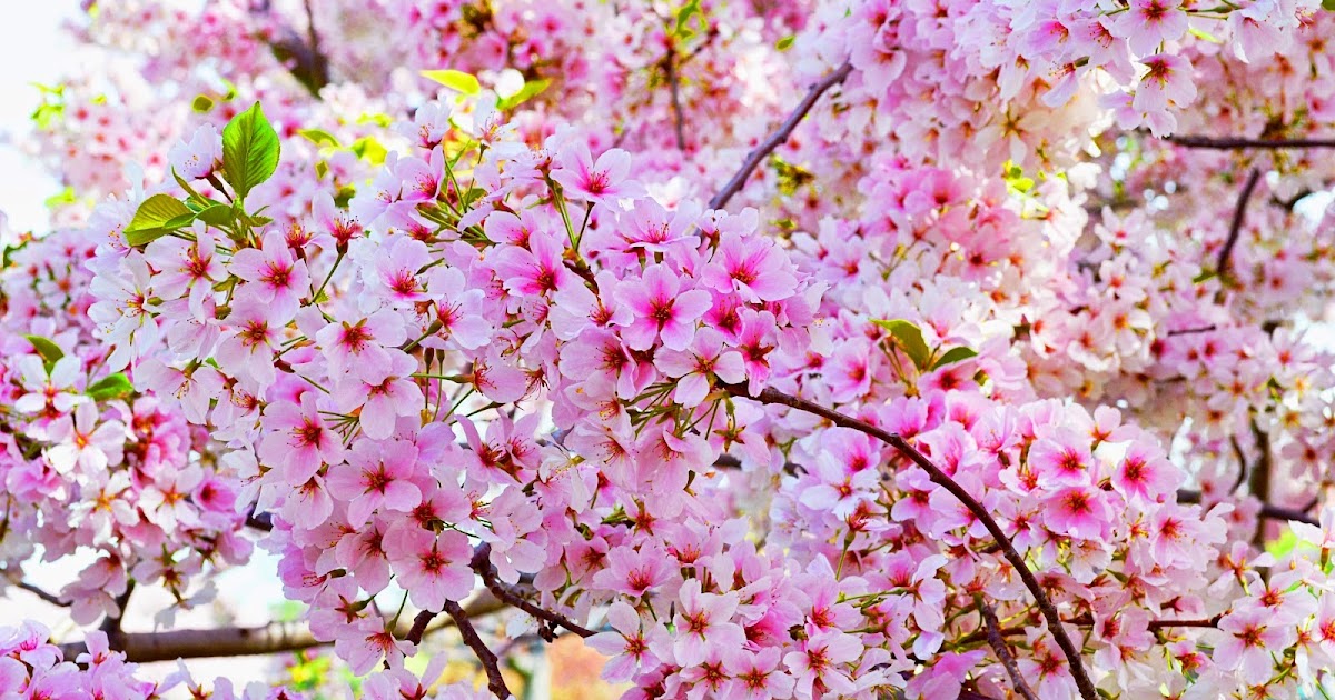 16 Gambar Bunga Sakura Tercantik Gambar Bunga Indah