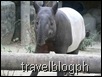 Malaysian Tapir - one confused animal