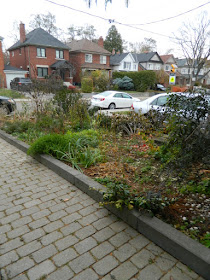 Bedford Park Toronto Fall Front Yard Cleanup Before by Paul Jung Gardening Services Inc.--a Toronto Gardening Company
