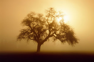 Sunlight And Tree wallpaper