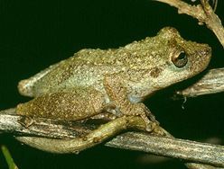 perereca-de-Alcatrazes (Scinax alcatraz ou Hyla catharinae alcatraz)