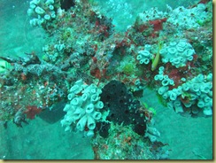 Soft Corals 1