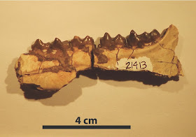 Global warming led to dwarfism in mammals - twice