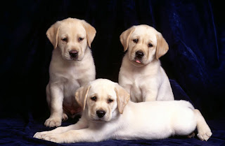 lovely puppies