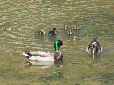 Mallard ducks