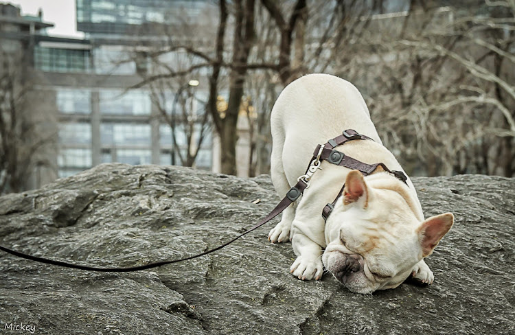 French Bulldog, Louie, New York, Central Park, NYC, Manhattan 