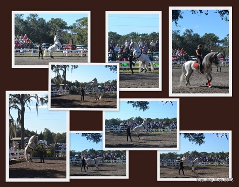 Lipizzaner Stallions