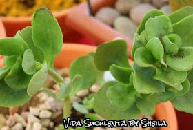 Crassula Multicava