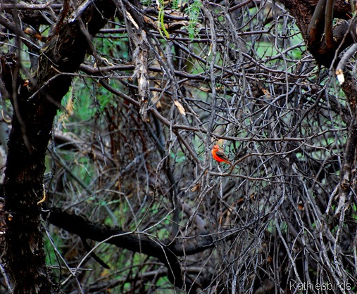 4. vermillion fly-kab