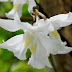 Orchid : Dendrobium crumenatum Swartz 1799 From Rejang Land Sumatra