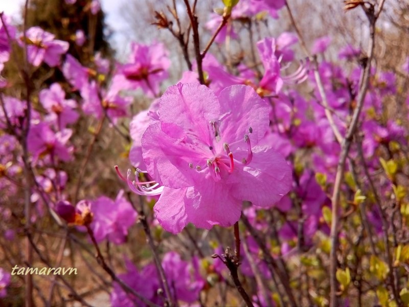 Рододендрон остроконечный (Rhododendron mucronulatum)