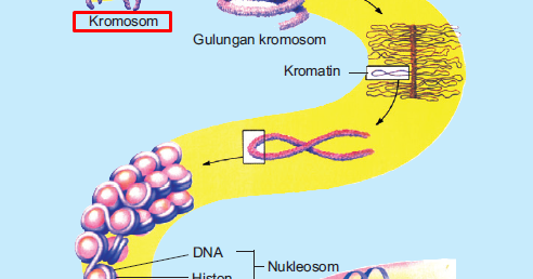 Kromosom (Pengertian, Jenis, Struktur, Bentuk, & Jumlah)