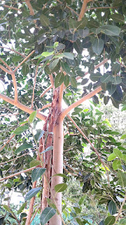 Goolar / Ficus Racemosa / Cluster Fig Tree / Indian Fig Tree 1