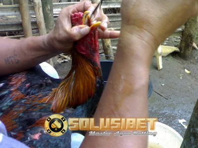 https://www.solusibet.com/sabung-ayam-online.htm