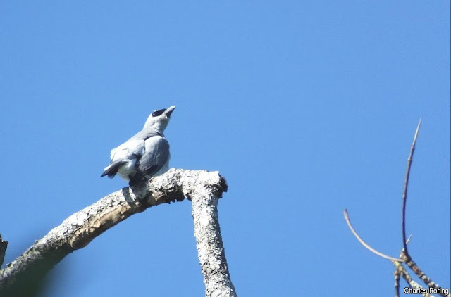 birdwatching in indonesia