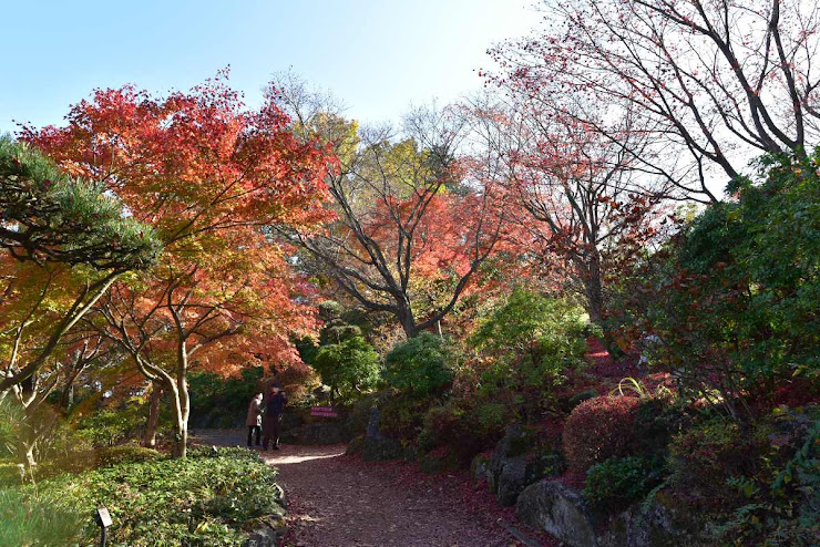 桜山公園の紅葉4