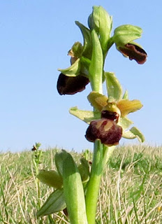 Ophrys sphegodes, Early spider orchid