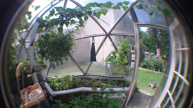 Swiss Chard grow bed