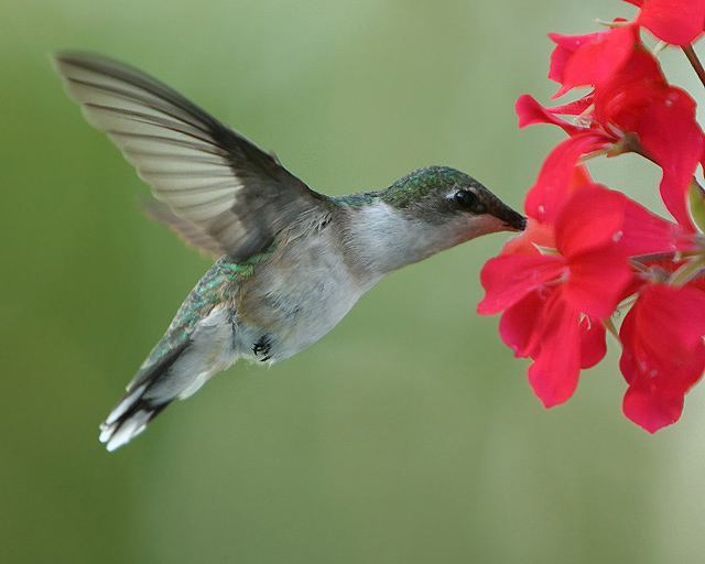 Bird with flowers