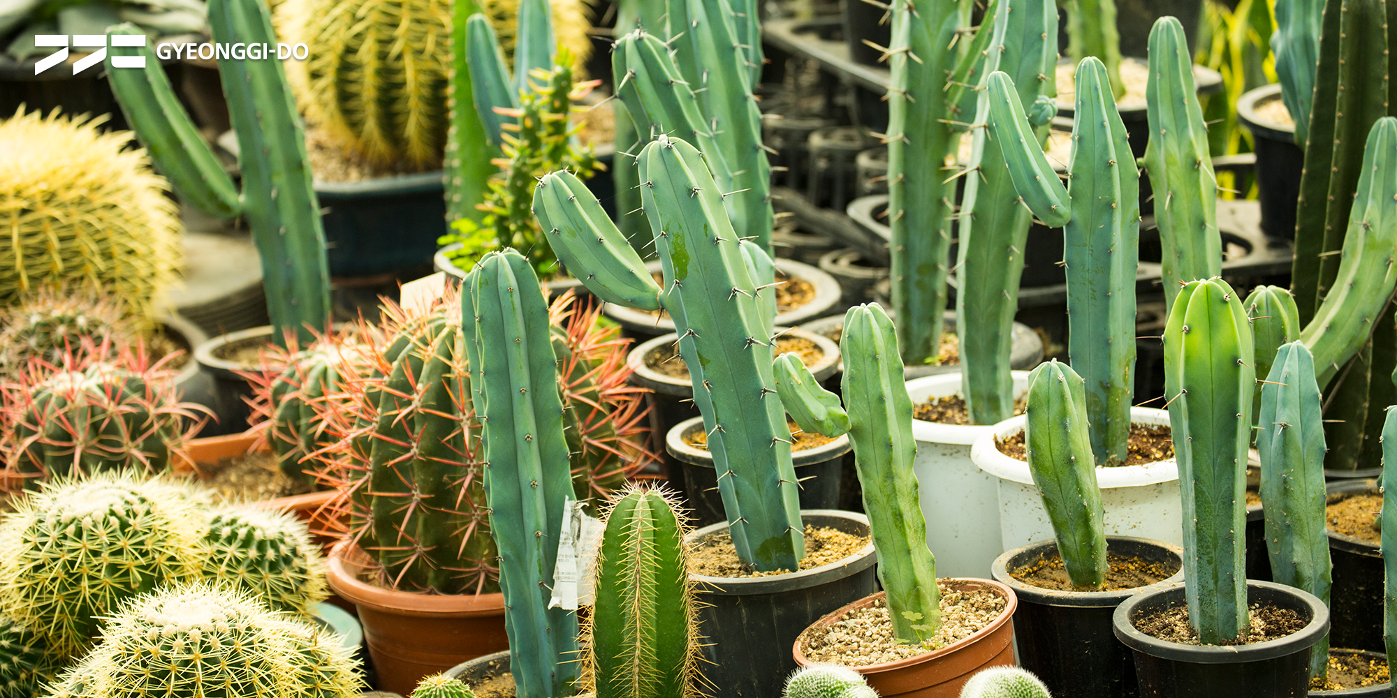 The Gyeonggi-do Agricultural Research & Extension Services (GARES) has announced that it will be hosting the ‘18th Cactus Festival’ to reflect the planterior trend.